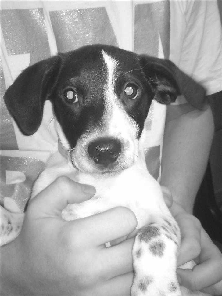 Dansk svensk gaardhund Bobo billede 14