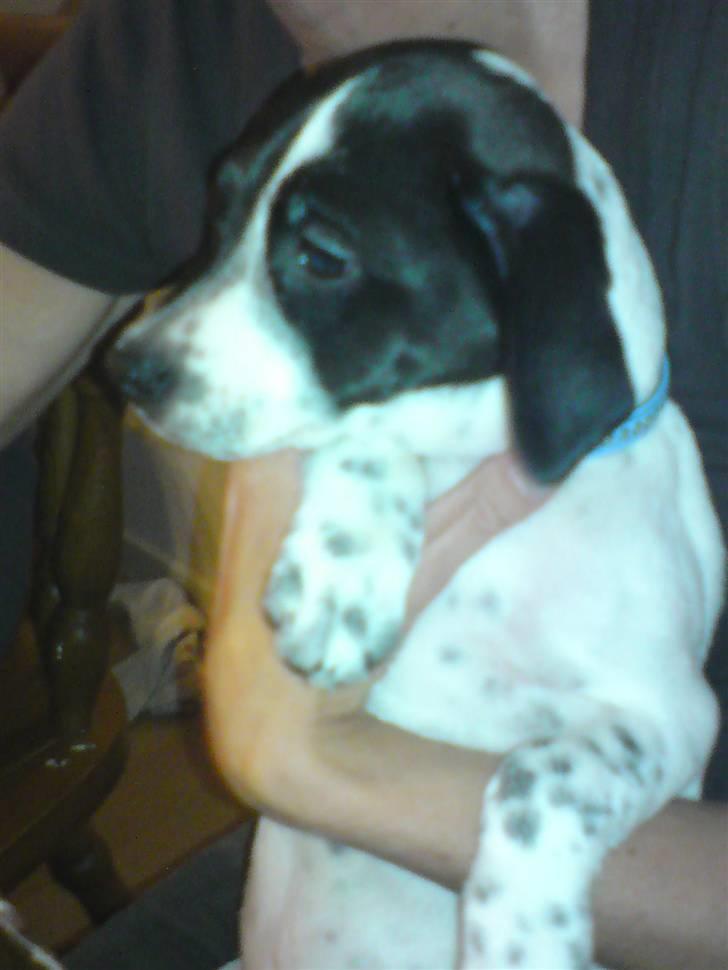 Dansk svensk gaardhund Bobo billede 15