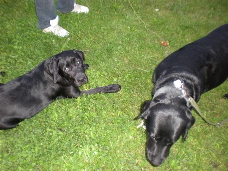 Labrador retriever (gl. dansk) Arthur  - Arthur og kæresten Money billede 20