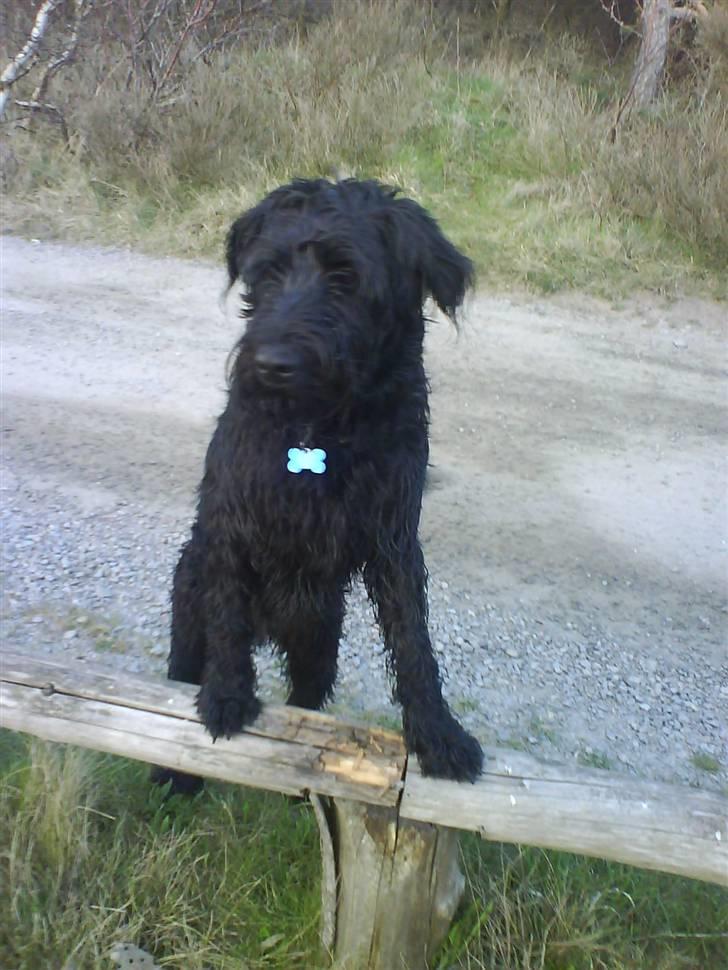 Riesenschnauzer willum 21/10-2007- 14/11-2018 ?? billede 1