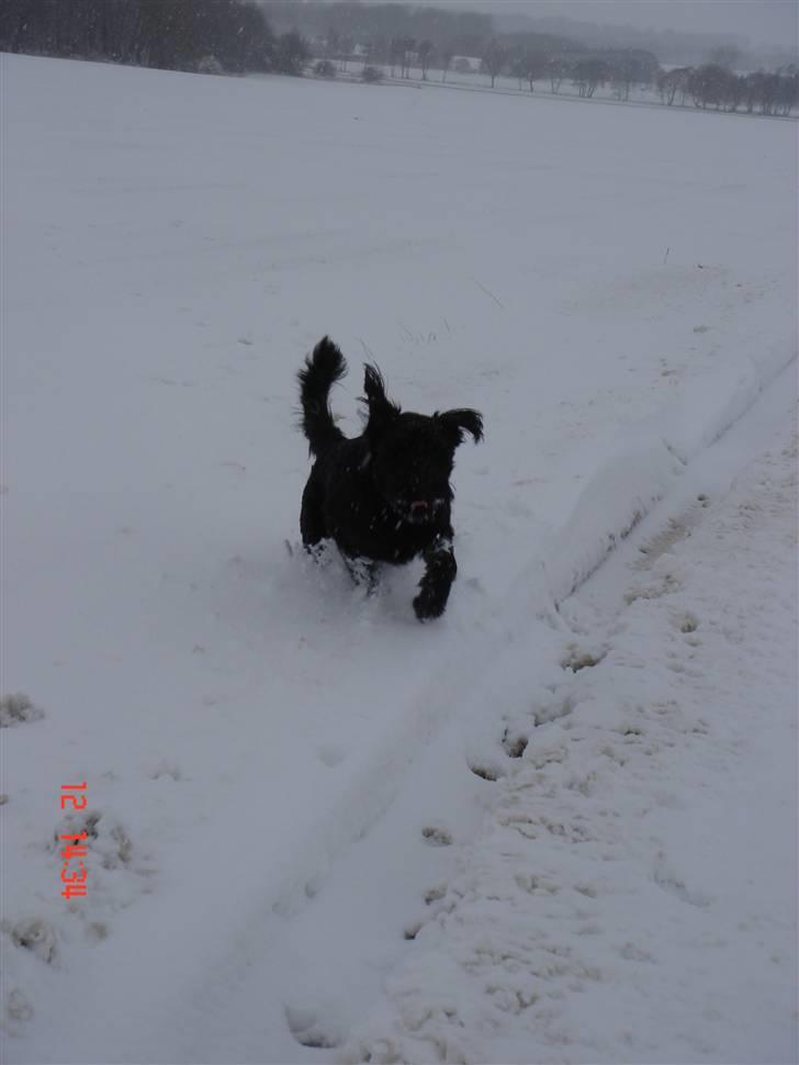 Riesenschnauzer willum 21/10-2007- 14/11-2018 ?? - han elsker sne, jo mere jo bedre. billede 3