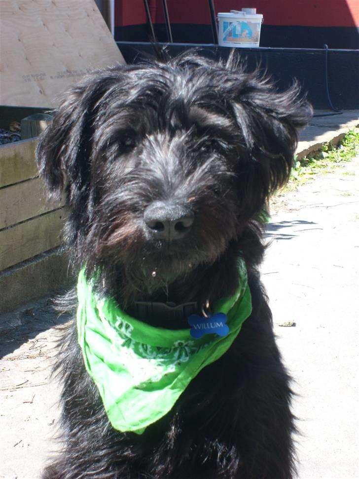 Riesenschnauzer willum 21/10-2007- 14/11-2018 ?? - sådan så han ud da jeg købte ham billede 6