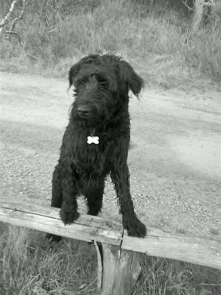 Riesenschnauzer willum 21/10-2007- 14/11-2018 ?? - er han ikke fin billede 7