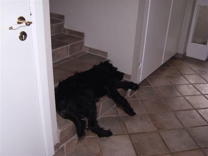 Riesenschnauzer willum 21/10-2007- 14/11-2018 ?? - zzzzzzzzzz billede 8