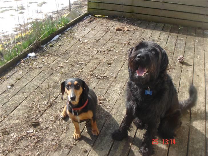 Riesenschnauzer willum 21/10-2007- 14/11-2018 ?? - 26-03-09 forår på terasesen. billede 9