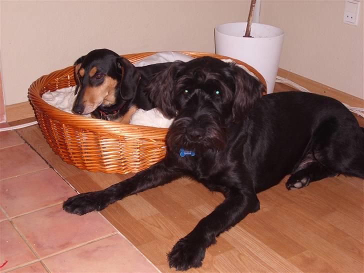 Riesenschnauzer willum 21/10-2007- 14/11-2018 ?? - hans bedste ven tessi som også er min hund billede 10