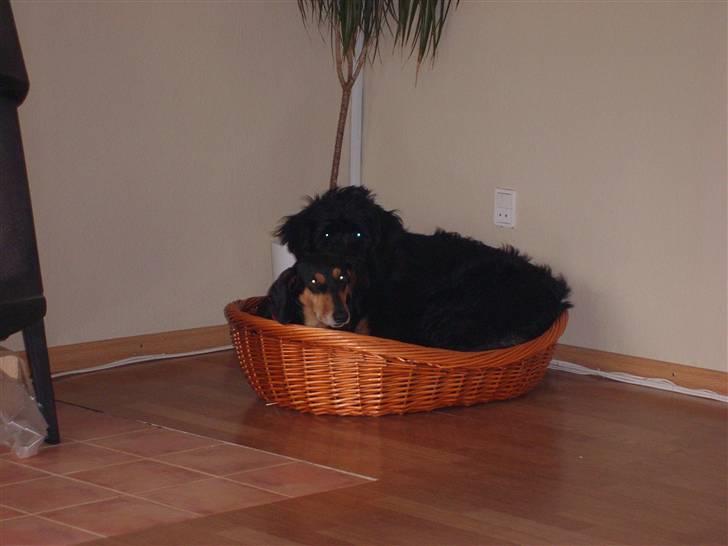 Riesenschnauzer willum 21/10-2007- 14/11-2018 ?? - er jeg tung??? billede 11