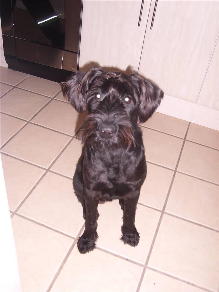 Riesenschnauzer willum 21/10-2007- 14/11-2018 ?? - hundeguf tak... billede 12