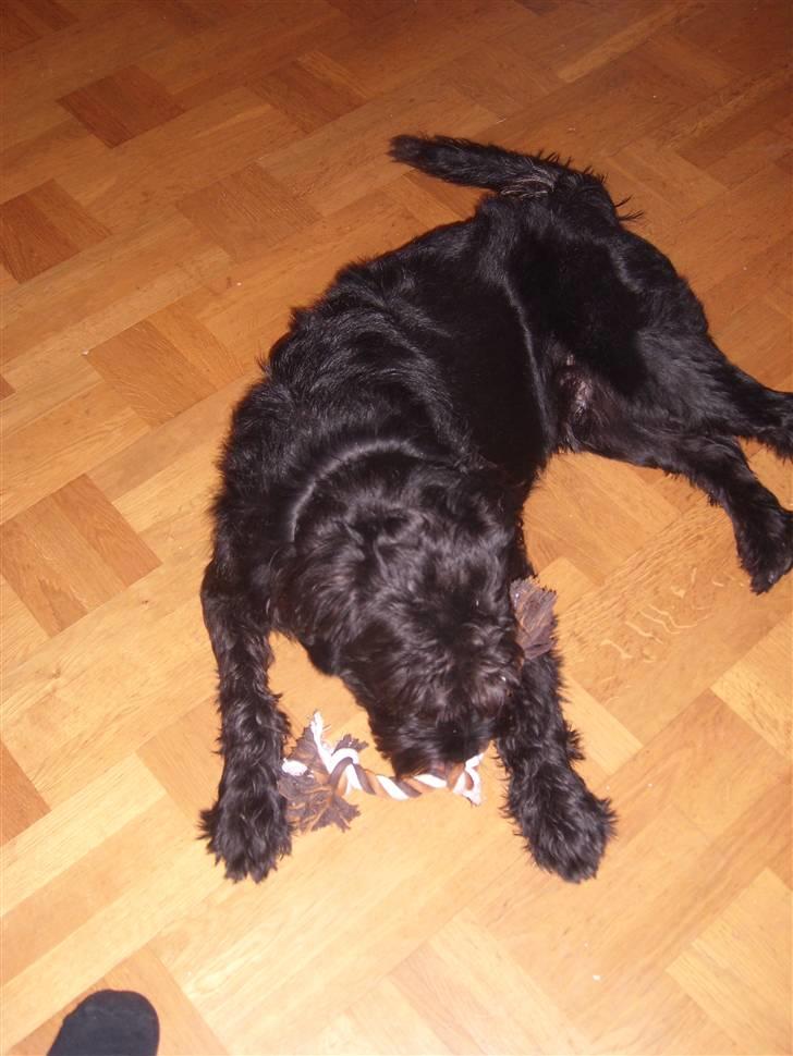 Riesenschnauzer willum 21/10-2007- 14/11-2018 ?? - knudetov er nu meget sjove..... billede 14