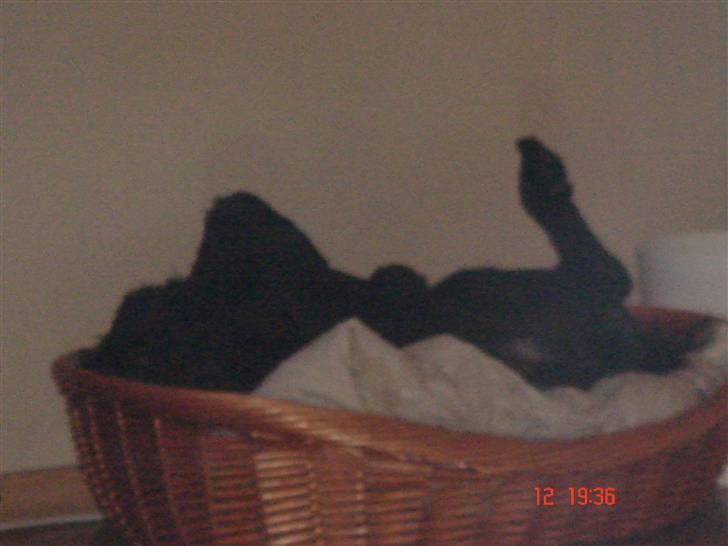 Riesenschnauzer willum 21/10-2007- 14/11-2018 ?? - zzzz billede 15