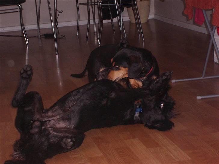 Riesenschnauzer willum 21/10-2007- 14/11-2018 ?? - okay  okay så lader jeg dig vinde i dag billede 16