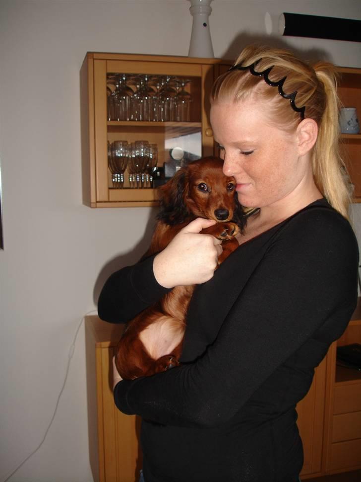 Dværggravhund Freja - hun har lige spist , se den tykke mave :b billede 6