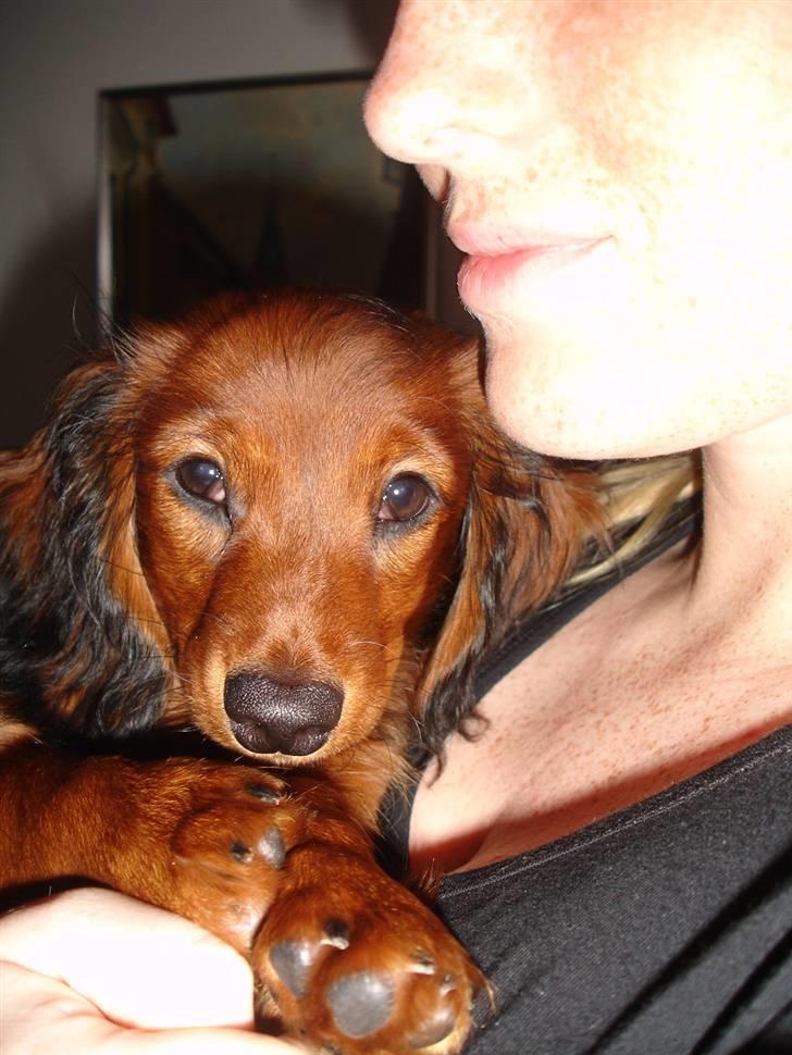 Dværggravhund Freja - åh , den lille smukke hund <3 billede 7