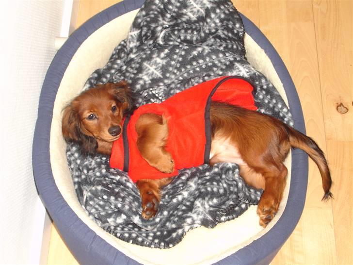 Dværggravhund Freja - Freja i hendes nye jakke :) billede 8