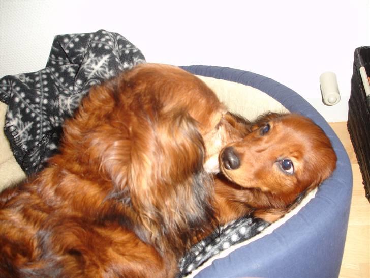 Dværggravhund Freja - Kiki og Freja hygger i Frejas kurv :) billede 9