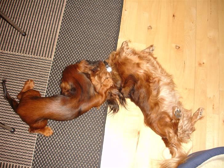 Dværggravhund Freja - .. og de fjoller .. billede 10