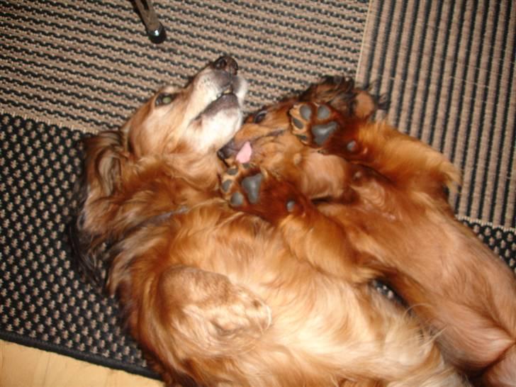 Dværggravhund Freja - Kiki og Freja nysser :b billede 11