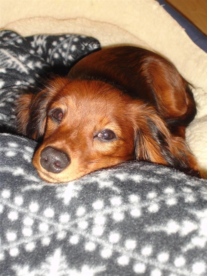 Dværggravhund Freja - træt efter en dag med Kiki billede 12