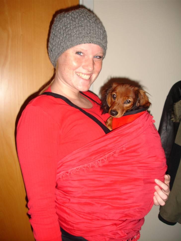 Dværggravhund Freja - Nu gravid med hund :b haha billede 13