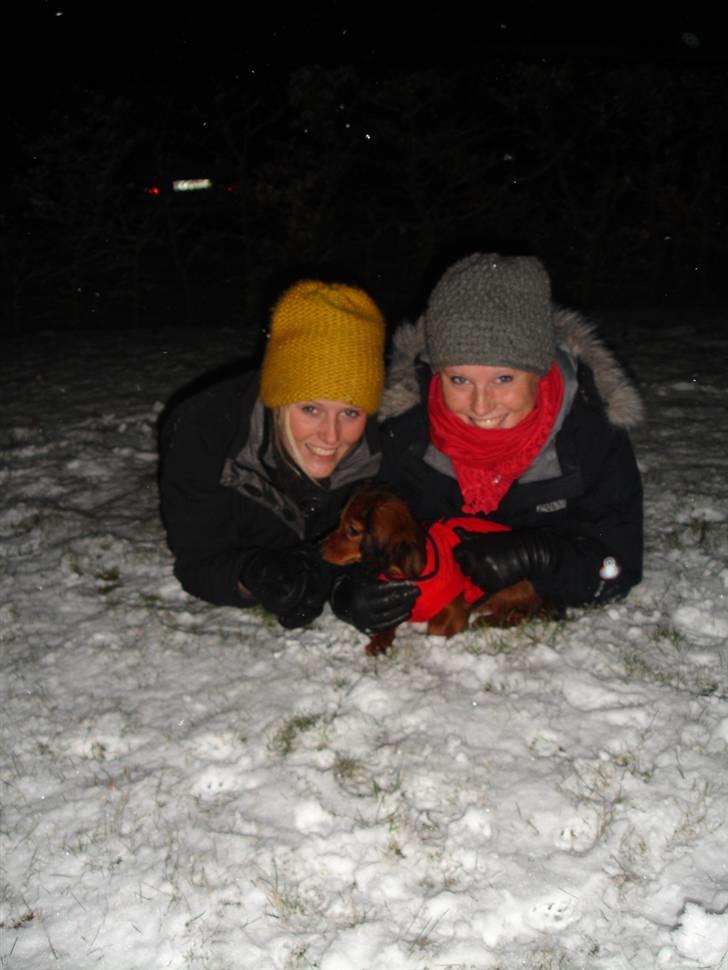 Dværggravhund Freja - hun eeeelsker sneen :) billede 14