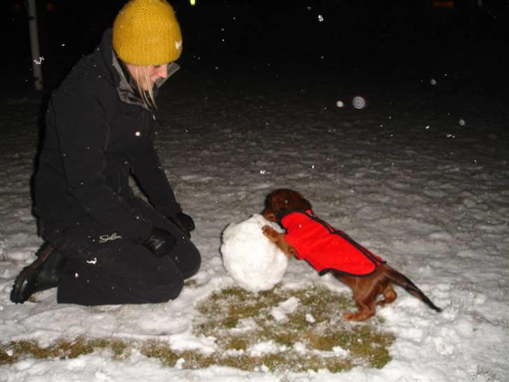 Dværggravhund Freja - ved at lave snemand (næsten 4mdr. gammel) billede 15