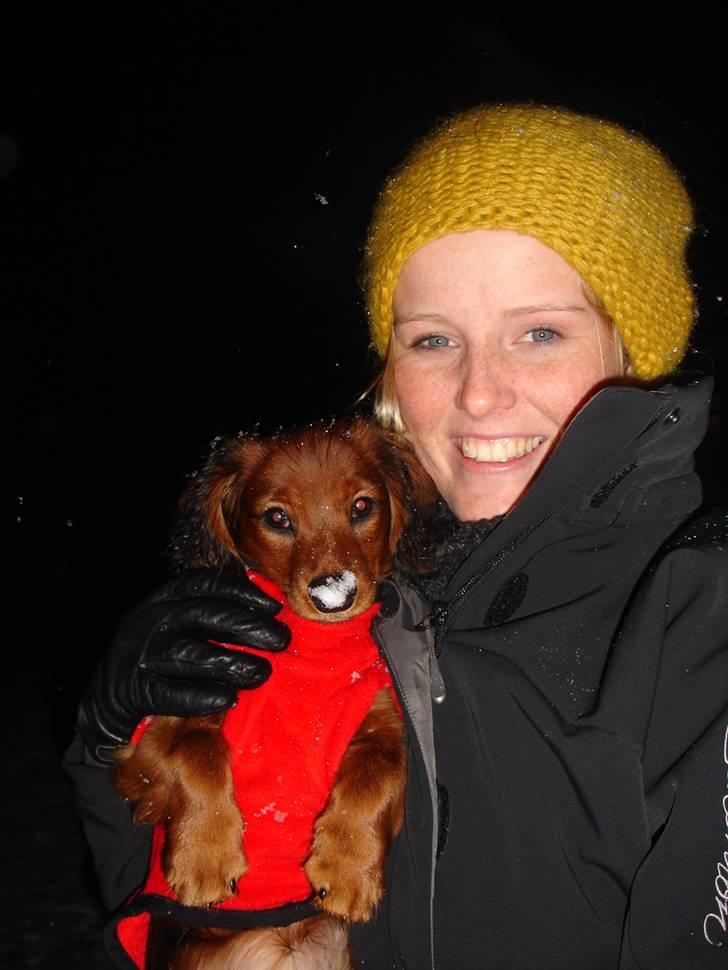 Dværggravhund Freja - Freja - altid med sne på næsen :b billede 16