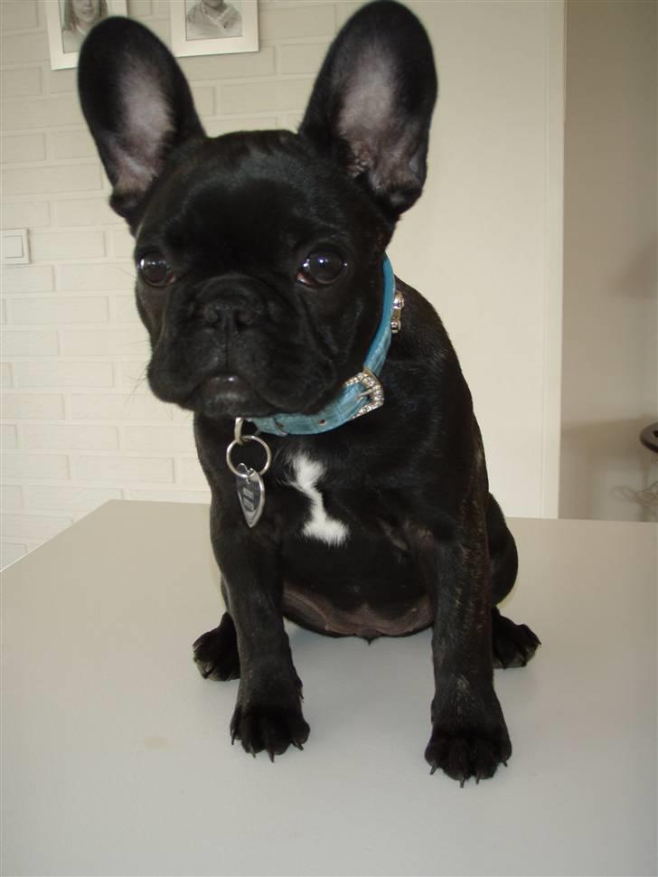 Fransk bulldog Valfers de Aimee (Kahlua) - 14 uger billede 17