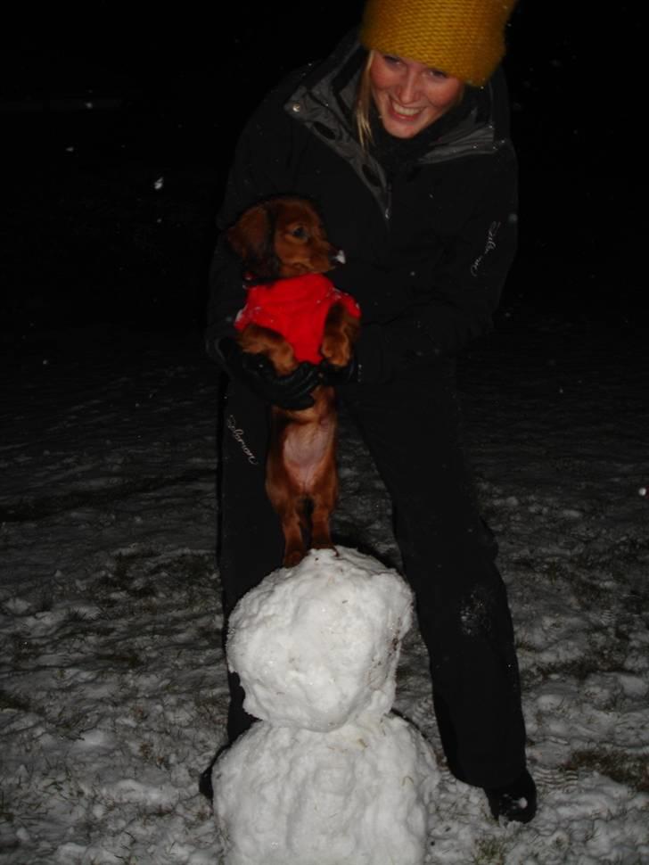 Dværggravhund Freja - Freja så stolt af sin snemand :b billede 17