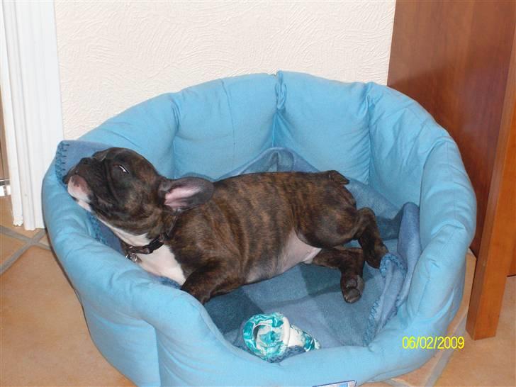 Fransk bulldog Victor *Død* billede 12