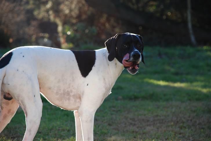 Pointer Victor billede 15