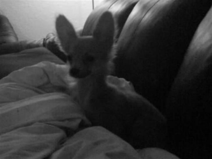 Chihuahua Daffy - Hay vent på mig !!! billede 2