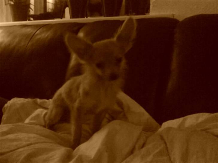 Chihuahua Daffy - hejsa billede 3