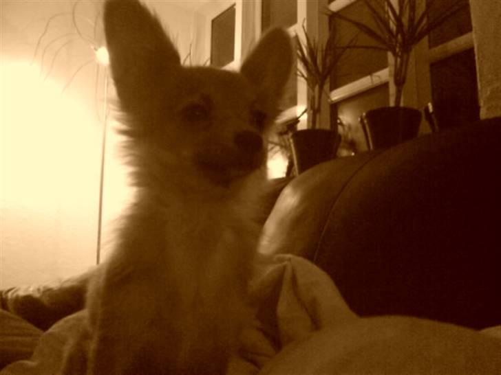 Chihuahua Daffy - :P billede 4