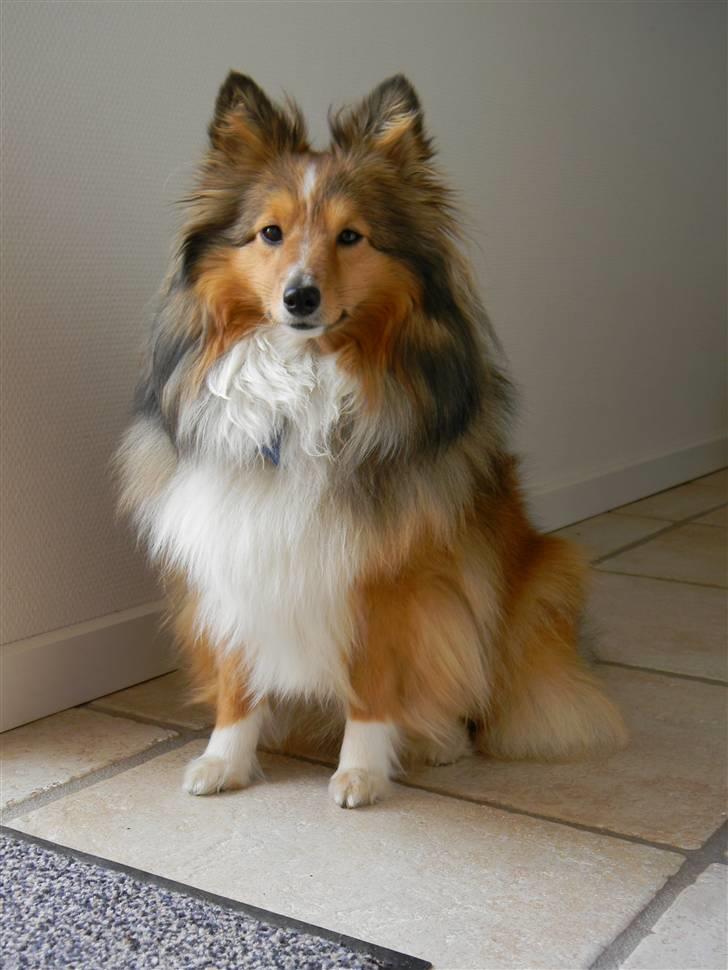 Shetland sheepdog Spirens Diva - Det er skønt at få taget billeder . Og fotogen er hun jo !  D. 20.04.2010 - #Foto: Mig billede 1
