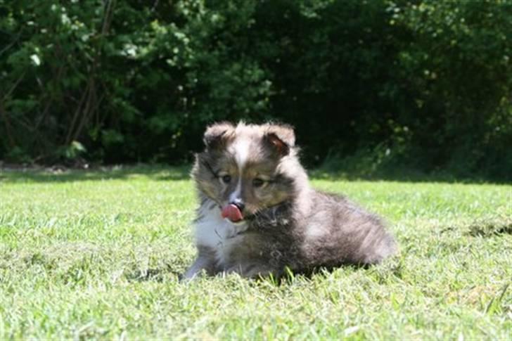 Shetland sheepdog Spirens Diva - Diva , da hun var kun 7 uger . En uge inden vi kørte den lange vej for at hende den lille uldtot !  billede 2