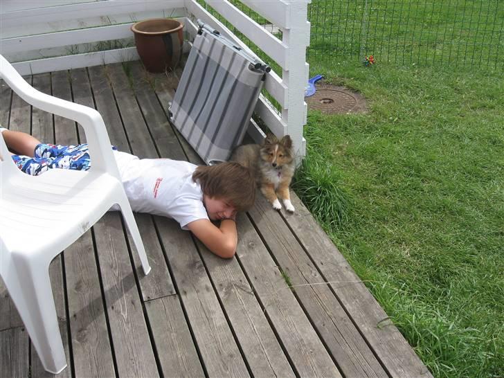 Shetland sheepdog Spirens Diva - På sommerferie i Nordjylland, hvor det var skønt at ligge udenfor og sove sammen med Henrik (:  billede 3