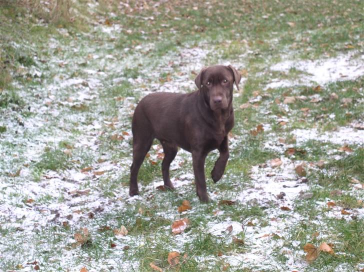 Labrador retriever Zafir - Zafir ude i lidt sne, hvor hun lige har fået øje på noget.. billede 1