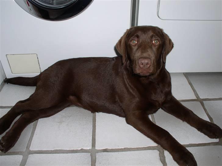 Labrador retriever Zafir - Lille Zafir.. billede 2