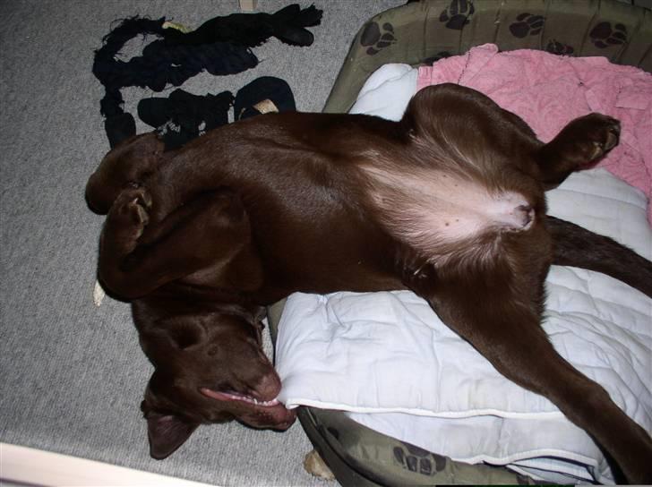 Labrador retriever Zafir - Zafir som hvalp, ca. 4 måneder gammel.. billede 3