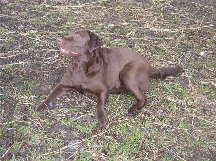 Labrador retriever Zafir billede 5