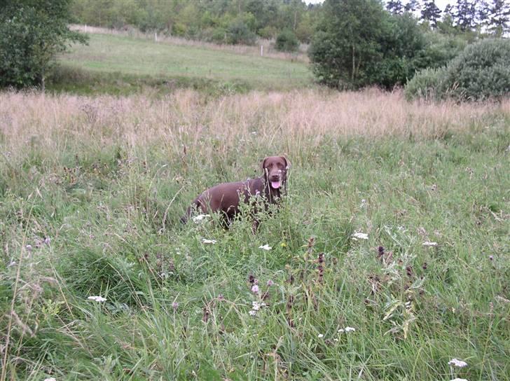 Labrador retriever Zafir - Zafir i marken.. billede 6