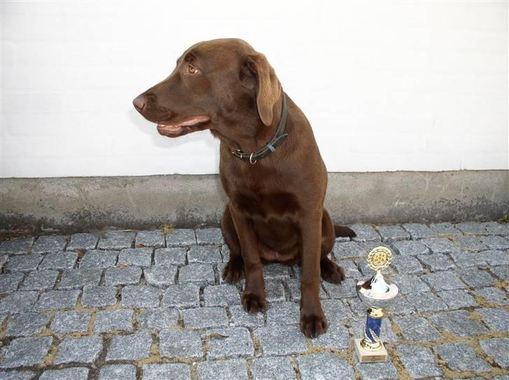 Labrador retriever Zafir - 5 måneder gammel og med sin første pokal:-) billede 7