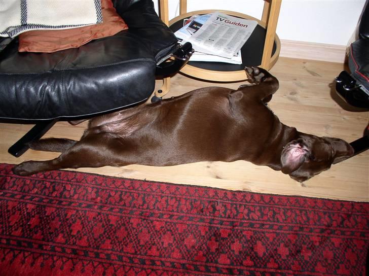 Labrador retriever Zafir - Hygge i stuen.. billede 8