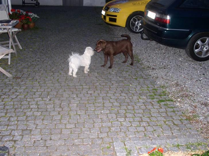 Labrador retriever Zafir - Zafir hilser på min søsters lille hund, Pumba.. billede 9