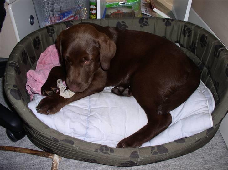 Labrador retriever Zafir - Hvalpebillede.. billede 10