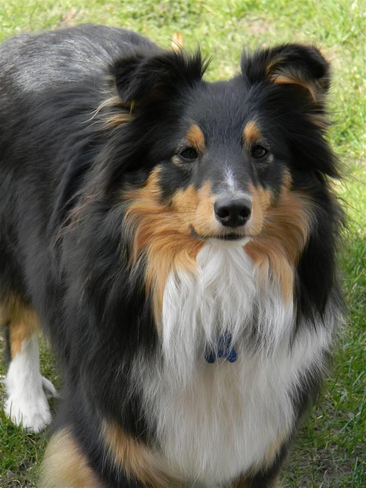 Shetland sheepdog Spirens Enya - VELKOMMEN til Enya´s profil . D. 20.04.2010 - #Foto: Mig billede 1