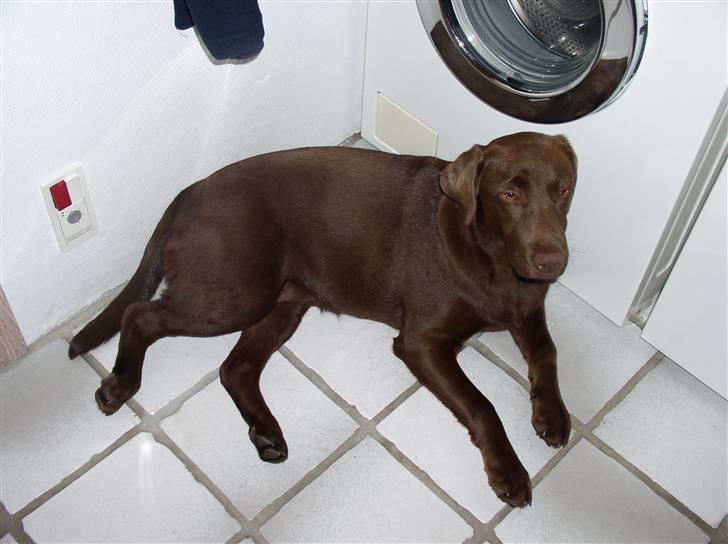 Labrador retriever Zafir billede 11