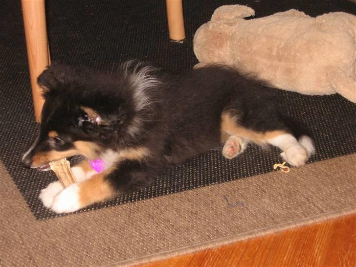 Shetland sheepdog Spirens Enya - Enya hygger i stuen med et tyggeben , og tøjhunden ved siden af !  billede 2