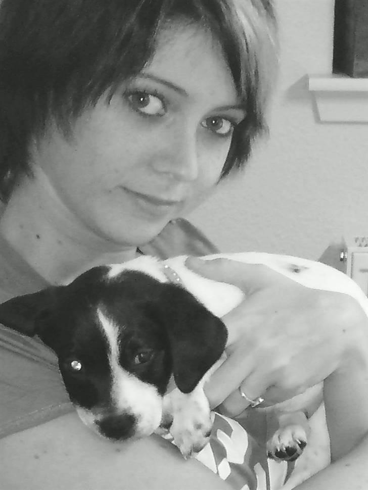 Dansk svensk gaardhund Bobo billede 16