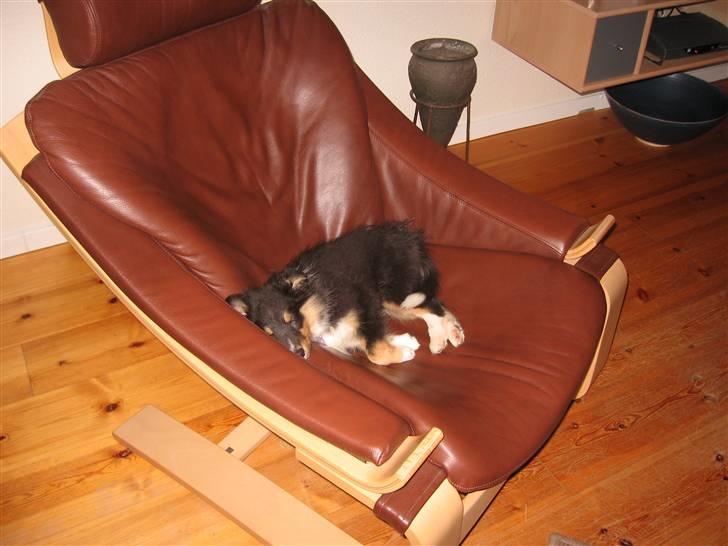 Shetland sheepdog Spirens Enya - Denne gang vandt Enya kampen om lænestolen .  billede 3